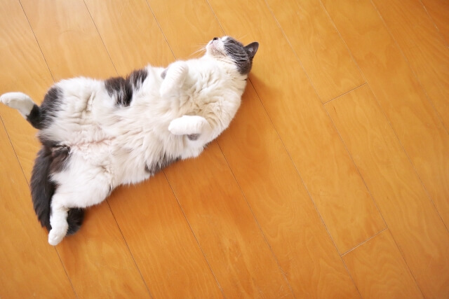 床で仰向けになる猫