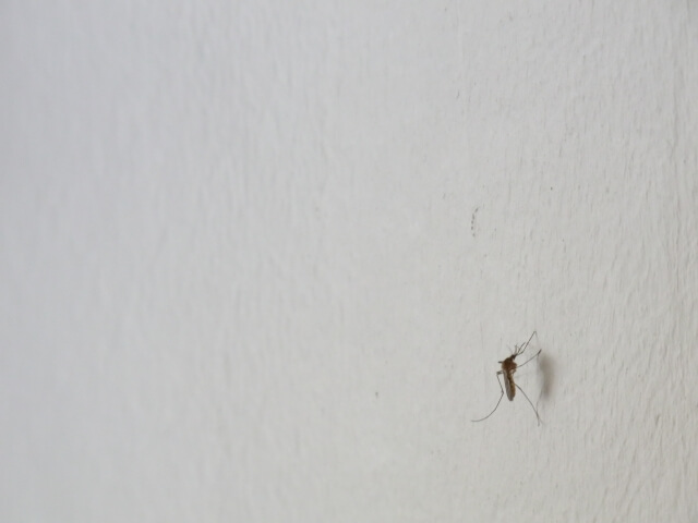 壁に止まっている蚊